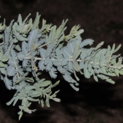 Acacia baileyana (Cootamundra Wattle, Golden Mimosa) at Chisholm, ACT - 30 May 2020 by MichaelBedingfield