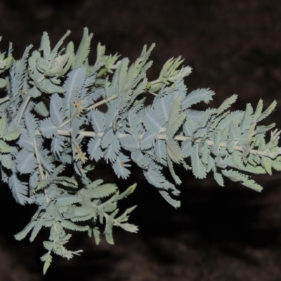 Acacia baileyana (Cootamundra Wattle, Golden Mimosa) at Chisholm, ACT - 30 May 2020 by MichaelBedingfield