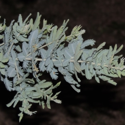 Acacia baileyana (Cootamundra Wattle, Golden Mimosa) at Melrose - 30 May 2020 by michaelb