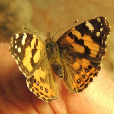 Vanessa kershawi (Australian Painted Lady) at Conder, ACT - 30 May 2020 by michaelb