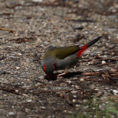 Neochmia temporalis (Red-browed Finch) at Rosedale, NSW - 8 Oct 2020 by jb2602