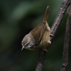 Sericornis frontalis (White-browed Scrubwren) at Rosedale, NSW - 8 Oct 2020 by jbromilow50