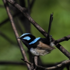 Malurus cyaneus (Superb Fairywren) at Rosedale, NSW - 8 Oct 2020 by jbromilow50