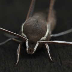 Hippotion scrofa (Coprosma Hawk Moth) at Lilli Pilli, NSW - 8 Oct 2020 by jb2602