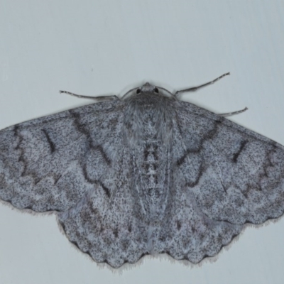 Crypsiphona ocultaria (Red-lined Looper Moth) at Ainslie, ACT - 8 Oct 2020 by jb2602