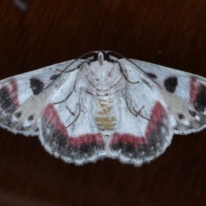 Crypsiphona ocultaria at Ainslie, ACT - 8 Oct 2020