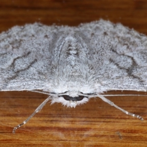 Crypsiphona ocultaria at Ainslie, ACT - 8 Oct 2020