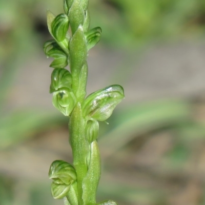 Hymenochilus cycnocephalus (Swan greenhood) at Symonston, ACT - 9 Oct 2020 by SandraH