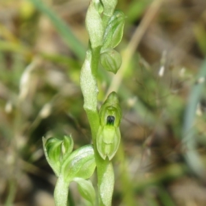 Hymenochilus cycnocephalus at Symonston, ACT - suppressed