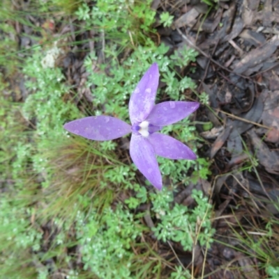 Glossodia major (Wax Lip Orchid) at Tuggeranong DC, ACT - 8 Oct 2020 by SandraH