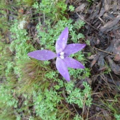 Glossodia major (Wax Lip Orchid) at Kambah Pool - 7 Oct 2020 by SandraH