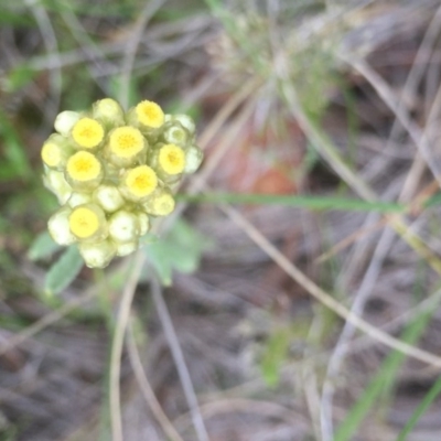 Pseudognaphalium luteoalbum (Jersey Cudweed) at Aranda, ACT - 9 Oct 2020 by Jubeyjubes