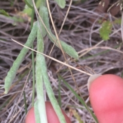 Pseudognaphalium luteoalbum at Aranda, ACT - 9 Oct 2020