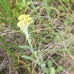 Pseudognaphalium luteoalbum at Aranda, ACT - 9 Oct 2020 12:21 PM