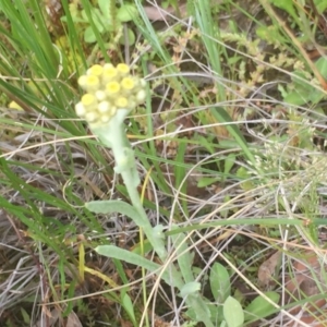 Pseudognaphalium luteoalbum at Aranda, ACT - 9 Oct 2020 12:21 PM