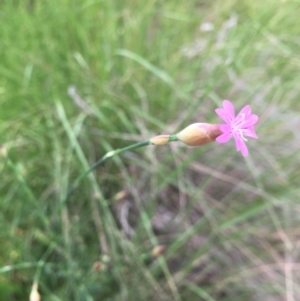 Petrorhagia nanteuilii at Aranda, ACT - 9 Oct 2020