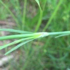 Petrorhagia nanteuilii at Aranda, ACT - 9 Oct 2020