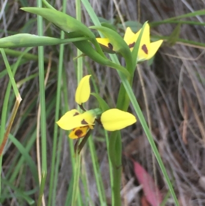 Diuris sulphurea (Tiger Orchid) at Aranda, ACT - 9 Oct 2020 by Jubeyjubes