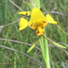 Diuris sulphurea (Tiger Orchid) at Aranda, ACT - 9 Oct 2020 by Jubeyjubes