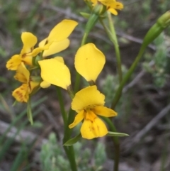 Diuris nigromontana (Black Mountain Leopard Orchid) at Aranda, ACT - 9 Oct 2020 by Jubeyjubes