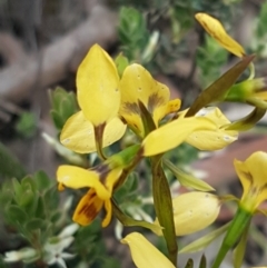 Diuris nigromontana (Black Mountain Leopard Orchid) at O'Connor, ACT - 9 Oct 2020 by trevorpreston