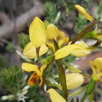 Diuris nigromontana (Black Mountain Leopard Orchid) at O'Connor, ACT - 9 Oct 2020 by trevorpreston