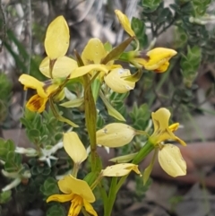 Diuris nigromontana at O'Connor, ACT - 9 Oct 2020