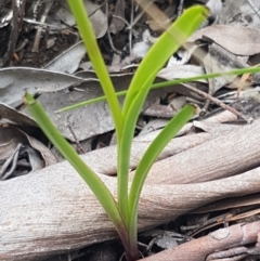 Diuris nigromontana at O'Connor, ACT - 9 Oct 2020