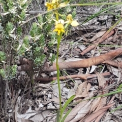 Diuris nigromontana at O'Connor, ACT - 9 Oct 2020