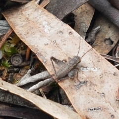 Eurepa marginipennis (Mottled bush cricket) at Bruce Ridge - 9 Oct 2020 by trevorpreston