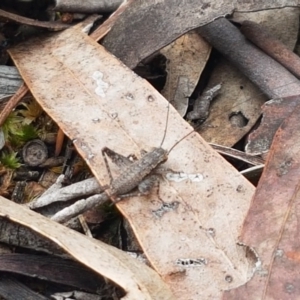 Eurepa marginipennis at Bruce Ridge - 9 Oct 2020 12:19 PM