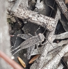 Eurepa marginipennis (Mottled bush cricket) at Point 114 - 9 Oct 2020 by trevorpreston