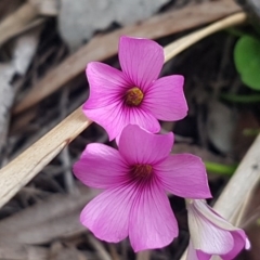 Oxalis articulata (Shamrock) at O'Connor, ACT - 9 Oct 2020 by trevorpreston