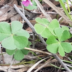 Oxalis articulata at O'Connor, ACT - 9 Oct 2020