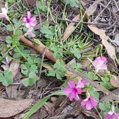 Oxalis articulata at O'Connor, ACT - 9 Oct 2020 12:35 PM