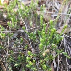 Dillwynia sp. at Lower Boro, NSW - 8 Oct 2020