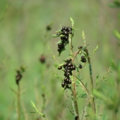 Chrysolina quadrigemina (Greater St Johns Wort beetle) at Callum Brae - 8 Oct 2020 by SandraH