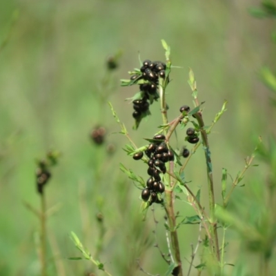 Chrysolina quadrigemina (Greater St Johns Wort beetle) at Callum Brae - 8 Oct 2020 by SandraH