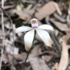 Caladenia ustulata (Brown Caps) at Bruce, ACT - 9 Oct 2020 by Rebeccaryanactgov