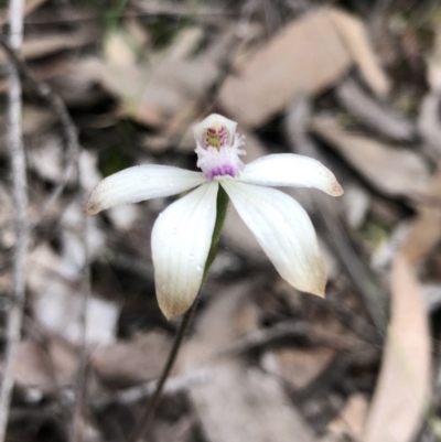 Caladenia ustulata (Brown Caps) at Bruce, ACT - 9 Oct 2020 by Rebeccaryanactgov