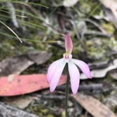 Caladenia fuscata (Dusky Fingers) at Bruce, ACT - 9 Oct 2020 by Rebeccaryanactgov