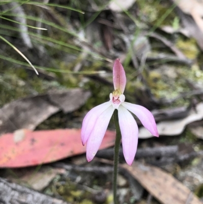 Caladenia fuscata (Dusky Fingers) at Bruce, ACT - 9 Oct 2020 by Rebeccaryanactgov