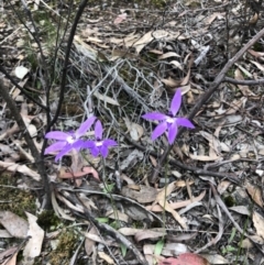 Glossodia major (Wax Lip Orchid) at Bruce, ACT - 9 Oct 2020 by Rebeccaryanactgov