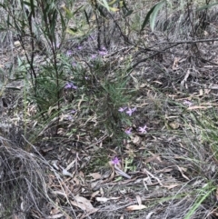 Glossodia major at Bruce, ACT - suppressed