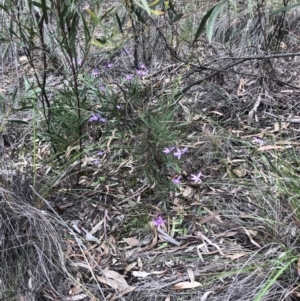 Glossodia major at Bruce, ACT - suppressed