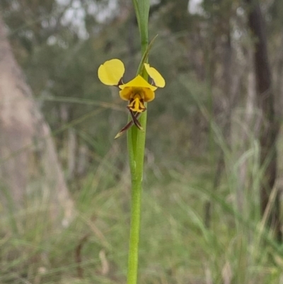 Diuris sulphurea (Tiger Orchid) at Black Mountain - 8 Oct 2020 by Greggles