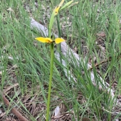 Diuris sulphurea at Downer, ACT - 8 Oct 2020