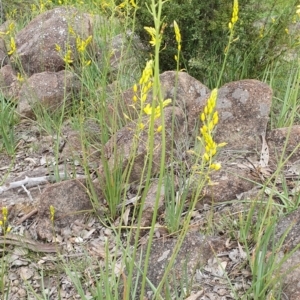 Bulbine glauca at Kambah, ACT - 9 Oct 2020 11:29 AM