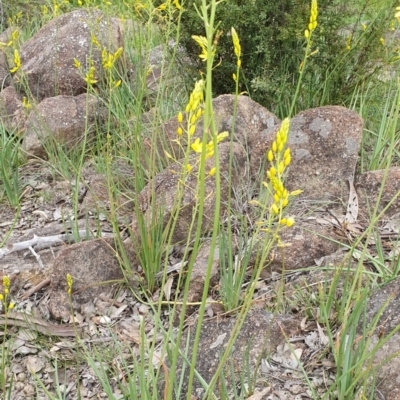 Bulbine glauca (Rock Lily) at Kambah, ACT - 9 Oct 2020 by ChrisHolder