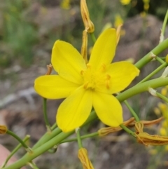 Bulbine glauca at Kambah, ACT - 9 Oct 2020 11:29 AM